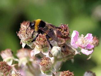 Flowers, Grass, Macro, Striped, Flight, Bumblebee HD wallpaper