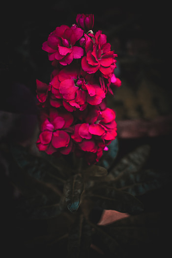 Flowers, Pink, Flower, Bright, Gill, Jaber HD phone wallpaper