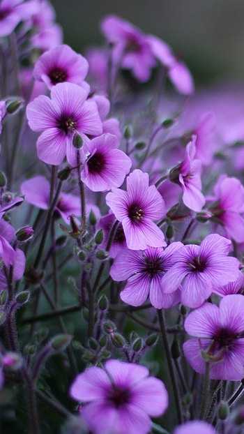 Flower, Violet Flowers HD phone wallpaper