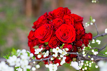 soft, flowers, abstract, graphy HD wallpaper