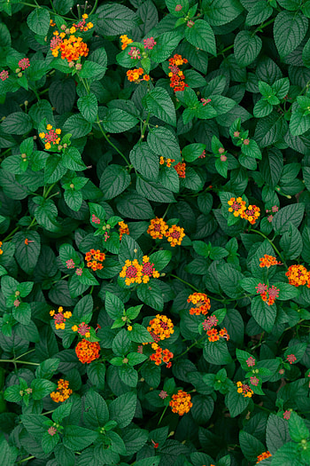 Flowers, Leaves, Plant, Bloom, Flowering, Yellow Flowers HD phone wallpaper