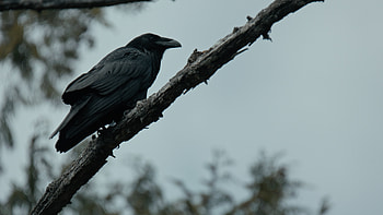 Whale and raven, Scene 4, Story, Interaction HD wallpaper