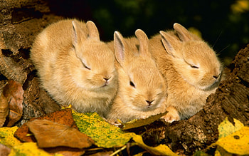 three in a row, bunnies, brown, spring, animals HD wallpaper