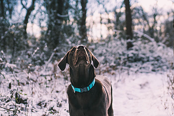Animals, Snow, Dog, Stroll, Labrador HD wallpaper