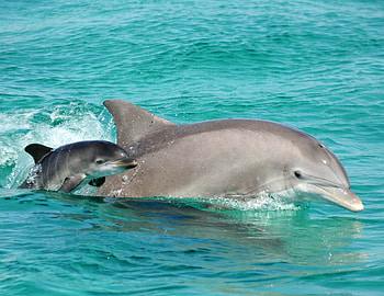 Baby dolphin , Cute marine creatures, High-quality , Mobile and backgrounds HD wallpaper