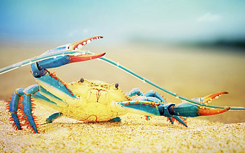 Crab, Teal and orange crab, Nature sea life, Colorful HD wallpaper