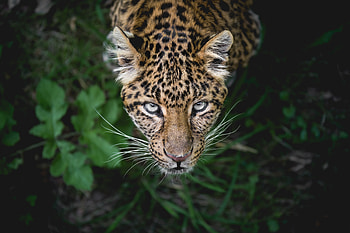 Leopard, predator, looking up, muzzle HD wallpaper