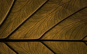 Brown Background Design HD wallpaper