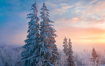Winter Morning in Latvia, winter, trees, spruces, morning, Latvia HD wallpaper
