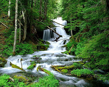 Big Spring Creek, falls, trees, water, rock HD wallpaper