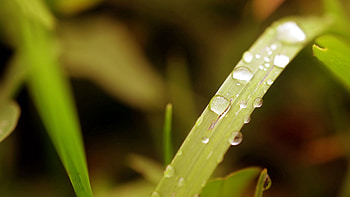 Grass, Drops, Plant, Macro, Surface, Dew HD wallpaper