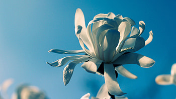 Flowers, Plant, Macro, Petals HD wallpaper