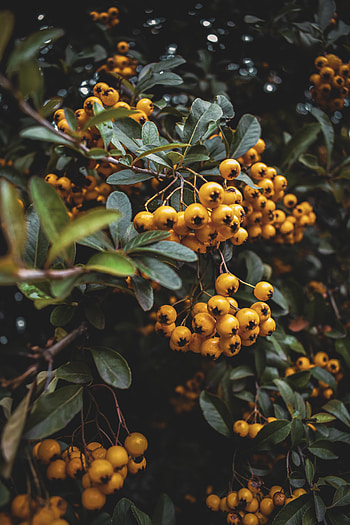 Berries, Macro, Bunch, Rowan HD phone wallpaper