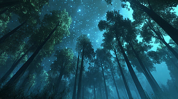Serene Starry Sky: A Stunning with Trees at Night, starry sky, tree, night HD wallpaper
