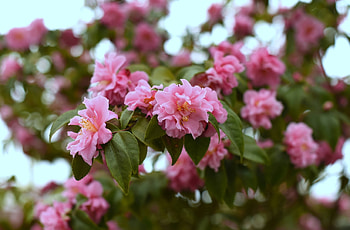 Pink Flowers, leaf, nature, Pink, flower HD wallpaper