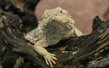 Bearded Dragon, wds, lizards, , reptile, lizard HD wallpaper