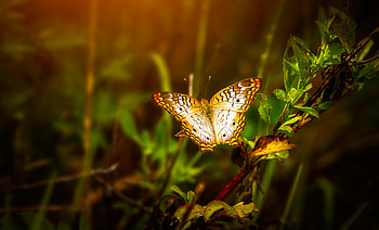 Butterfly On Leaf, butterfly, animals, leaf, blur HD wallpaper