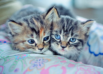 Animals, Couple, Pair, To Lie Down, Lie, Cute, Kittens HD wallpaper