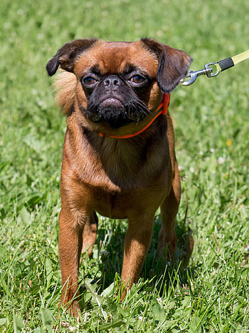Brussels Griffon, Training course, Dog behavior, Obedience training HD phone wallpaper