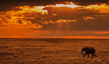 Animals, Nature, Sunset, Savanna, Elephant, Africa HD wallpaper