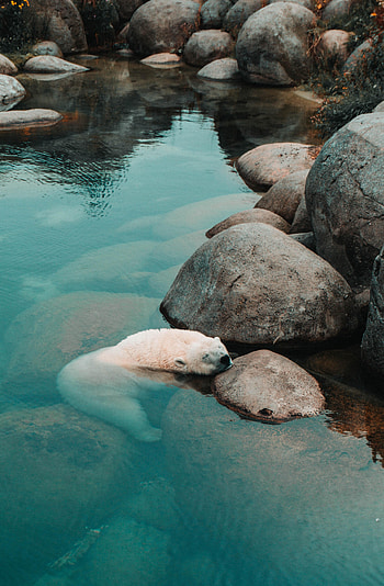 Nature, Water, Stones, Coast, Stone HD phone wallpaper