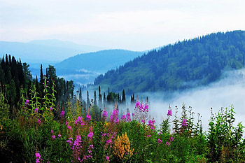 Forest, fog, nature, tree HD wallpaper