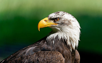 Bald Eagle, animal, bird, eagle HD wallpaper