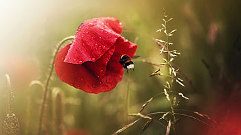 Bumblebee on Poppy, petals, insect, blossom, flower, grass HD wallpaper
