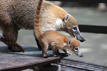 White nosed coati, Nasua narica, Inaturalist HD wallpaper