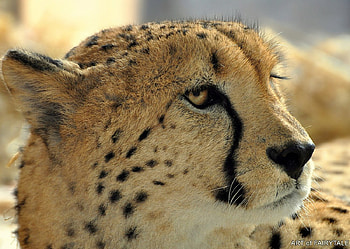 cheetah, cats, gepard, raubtiere HD wallpaper