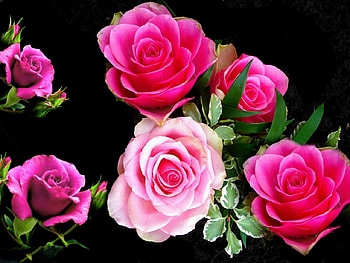 Roses For Luna, BEAUTY, FLOWERS, ROSES, NATURE HD wallpaper