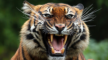 Tiger Teeths, tiger, animals, predator, teeth HD wallpaper