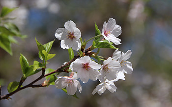 Cherry Blossoms, cherry, blossoms, trees, spring, macro HD wallpaper