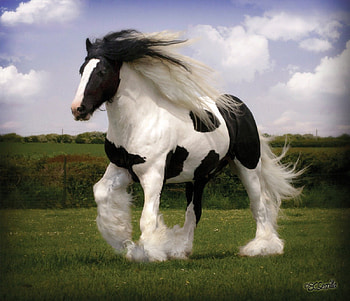 GYPSY VANNER STALLION, STALLION, WHITE, BLACK, HORSE, VANNER HD wallpaper