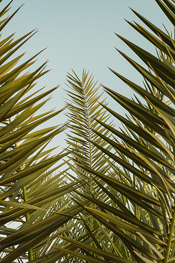 Nature, Sky, Leaves, Palm, Branches, Branch HD phone wallpaper