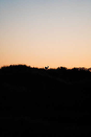 Animals, Sunset, Horizon, Silhouette, Deer HD phone wallpaper