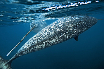 Narwhal, Unicorns of the sea, Paul Nicklen HD wallpaper