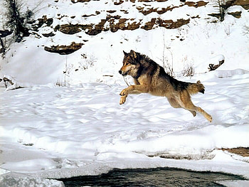 BIG AIR, jump, wolf, water, snow HD wallpaper