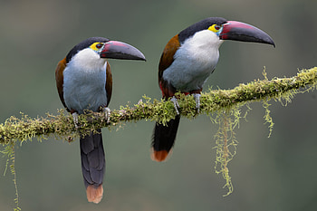 A pair of Black-billed Mountain-Toucan (andigena nigrirostris), Animal, toucan HD wallpaper