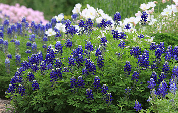 Bluebonnets by Lady Bird Johnson, True blue beauties, Texas wildflowers, Agrilife Today HD wallpaper