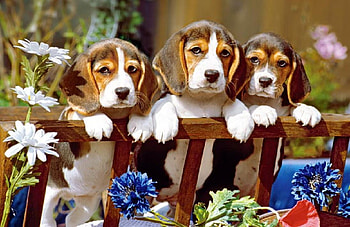 Three little pals., animal, dog, flower, fence, beagle HD wallpaper