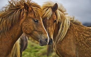Animals, Horses, Couple, Pair, Muzzle, Mane HD wallpaper