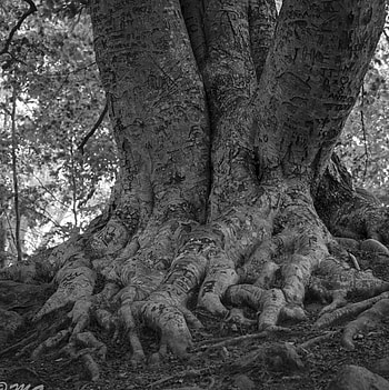 Roots, Beech Tree HD phone wallpaper