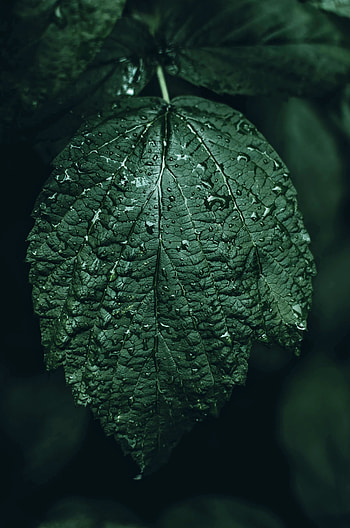 Drops, Macro, Blur, Smooth, Close-Up, Sheet, Leaf HD phone wallpaper