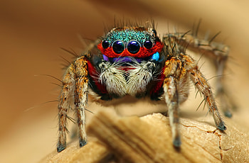 Spider, Jumping spider, Striking , Incredible agility HD wallpaper