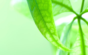 Plants, Leaves HD wallpaper