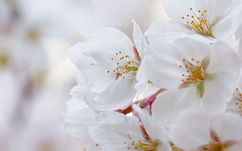 Flowers, Cherry, Macro, Petals, Bloom, Flowering HD wallpaper