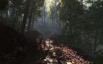 Nature, Leaves, Road, Forest, Shadow, Path HD wallpaper