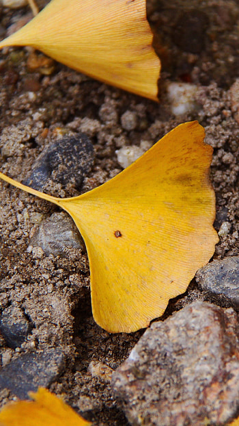 Ginkgo Biloba, Majestic trees, Nature's allure, Captivating HD phone wallpaper