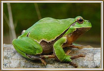 FRAMED FROG, NATURE, FROG, , FRAMED HD wallpaper